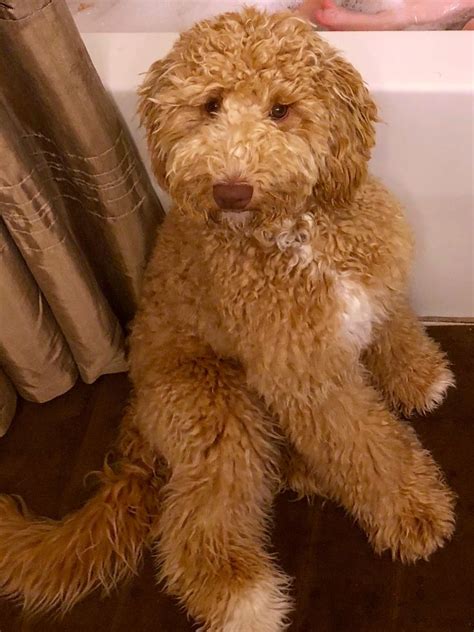 Australian Labradoodles were created to be assistance dogs. They are calm in their minds which enables them to focus. They have non shedding coats which allow them to work with individuals who have allergies. They are suited to be family, companion or therapy dogs. They have therapy temperaments and bond with their people immediately.. 