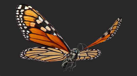 Monarch Butterfly 3D Models for Download TurboSquid