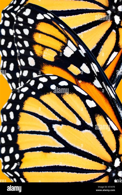 Monarch Butterfly Wing Pattern