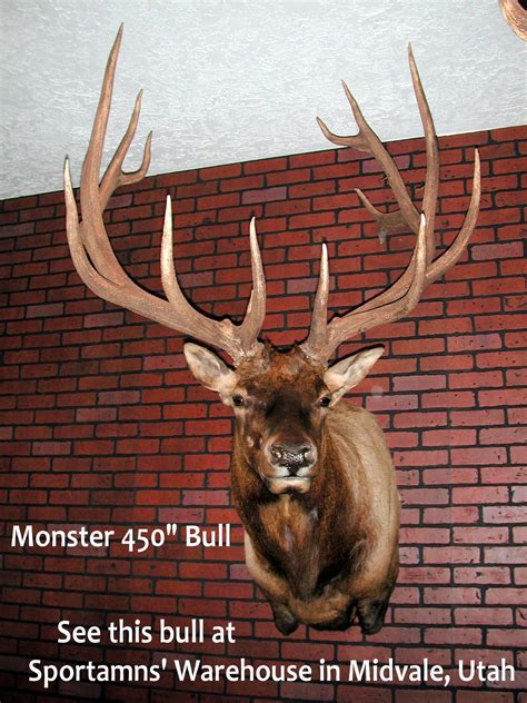 Monarch Mountain Taxidermy - Inicio - Facebook