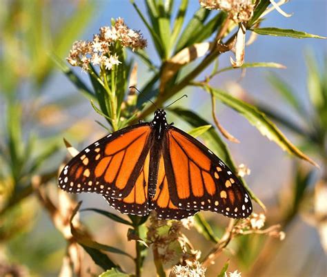 Monarch Numbers Up in Mexico, but Butterfly Still at Risk of …