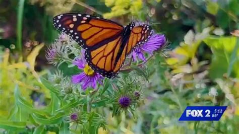 Monarch butterflies pass through St. Louis on migration to Mexico