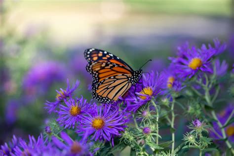 Monarch butterfly migration in St. Louis sparks urgent conservation efforts