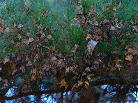 Monarch butterfly numbers down again, but no reason to panic … yet