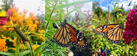 The most effective monarch waystations cover at least 100 square feet, but even small-scale plantings can help, Monarch Watch says. A waystation might be part of an herb garden, a dedicated raised bed or a section in a vegetable …. 