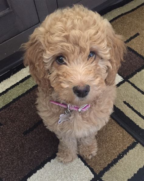 185 likes, 17 comments - monarchlabradoodles on February 28, 2021: "Ready to walk the runway.... ️Future Monarch Momma Ruby (Molly/Gronkowski) #su..." . 