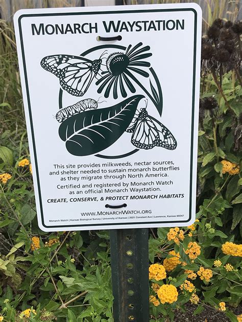 Monarch Waystation Certification Monarch Watch Requirements: • Plant density/shelter = 2-10 plants per square yard • Located in an area with at least 6 hours of sun/day • One or more host plants (type of milkweed) • One or more nectar plants- annuals or biennials • One or more nectar plants- perennials. 