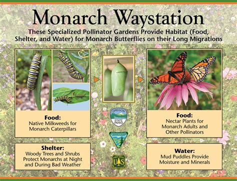 A certified Monarch Waystation must have a minimum of 10 milkweed plants, made up of at least two different varieties. Planting multiple varieties of milkweed, which often have varying bloom times, helps to prolong the time frame that Monarch butterflies can make use of your waystation. Milkweed and Butterfly Weed are two varieties of the same .... 