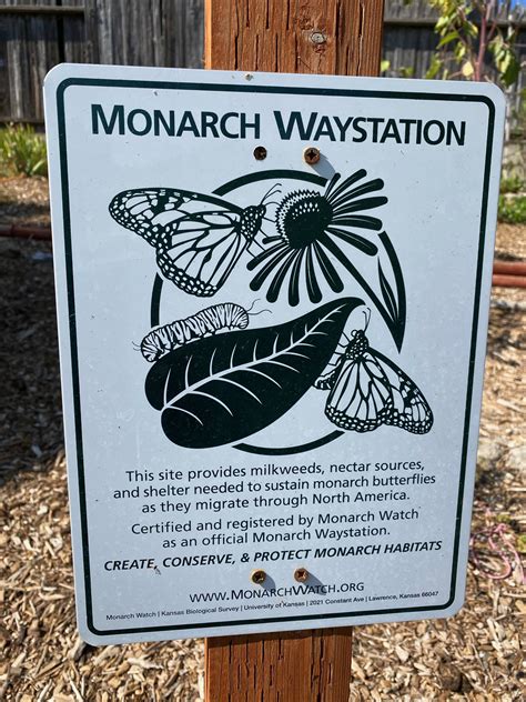 Left to right: Glencarlyn Library Community Garden Monarch Waystation, Bluemont Park Monarch Waystation (sign and flowers), Simpson Park Demonstration Garden butterfly soak. Recommendations. Size: Monarch waystations of at least 100 square feet are most effective. If you cannot devote that amount of contiguous space, …. 