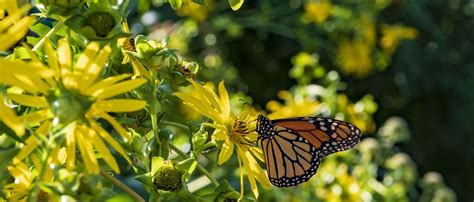 2020-ж., 20-ноя. ... Creating a Monarch Waystation can be as simple as adding milkweeds and nectar sources to existing gardens or maintaining natural habitats with .... 