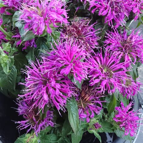 Monarda didyma - Wikipedia