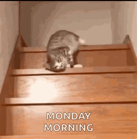 Monday cat gif. Privacy Policy Updates · Sleepy Cat GIFs for your Monday! 