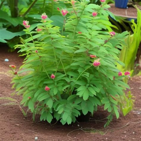 Mondia whitei, a Medicinal Plant from Africa with Aphrodisiac …