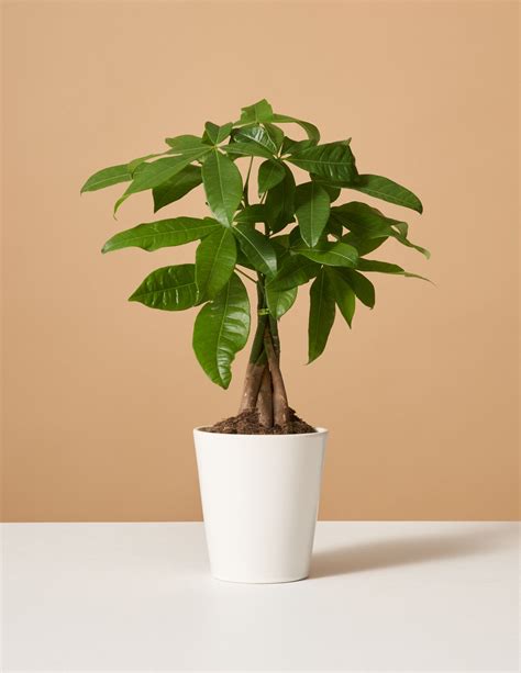 Money Tree Plant Vedligeholdelse & Pleje - ezgardentips.com