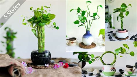 Money plant design ideas. .  ...