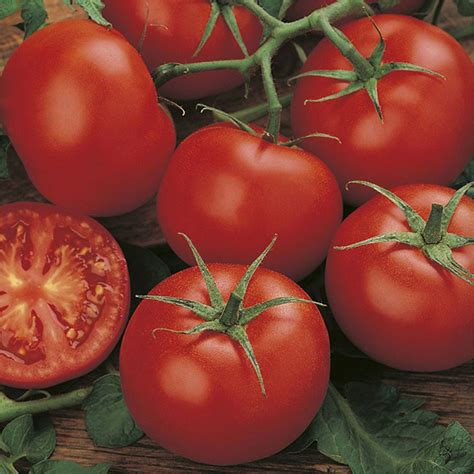 Moneymaker tomato yield per plant.  In this Tomato Moneymaker Seeds Moneymaker is p...