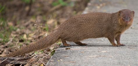 Mongooses in Hawaii Newspapers - Hawai