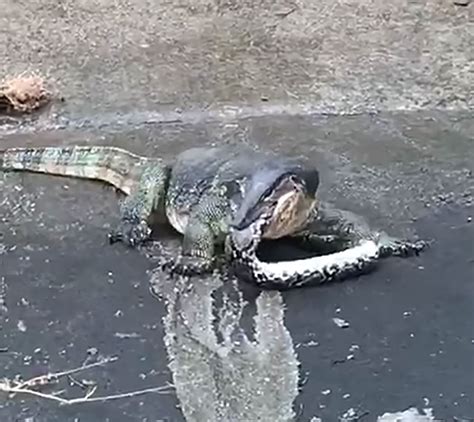 Monitor lizard eats python in Ulu Pandan canal but throws it up ...