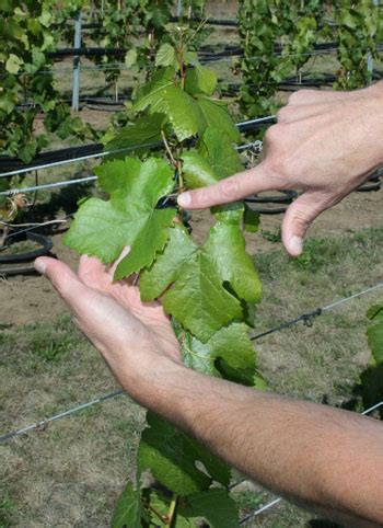 Monitoring Grapevine Nutrition – Grapes - Extension