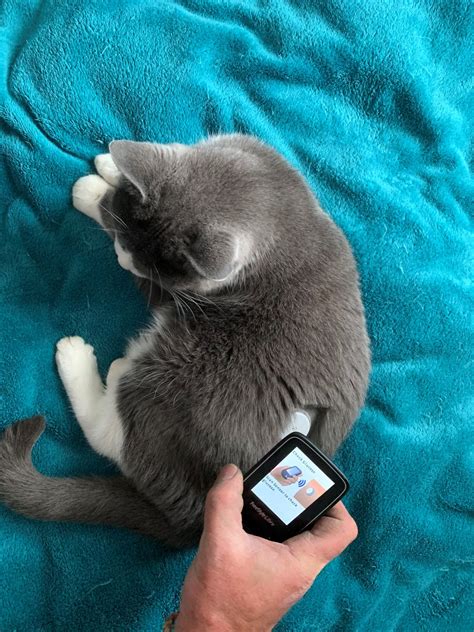 Monitoring the feline diabetic with a continuous glucose monitor