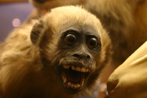 Monkek - Spider monkey males and females are both known to have multiple sexual partners, but their reproductive behaviors are difficult to document, even in captivity, and weren't even observed until the ... 