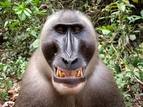 Monkey.
