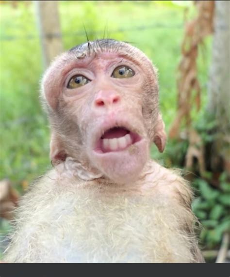 Monkey in trouble giving birth was rescued pull bab