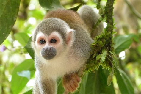 Monkey jungle. Do you love monkeys? Then you will enjoy this video from BBC Earth, featuring some of the best monkey moments from different species around the world. Learn about their behaviors, personalities ... 