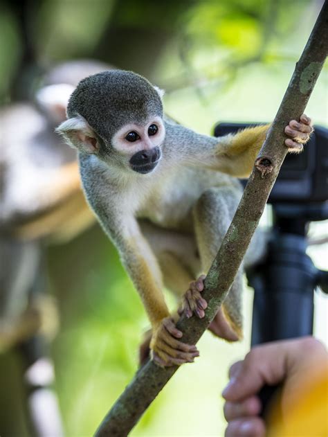 Monkey jungle florida. Find hotels near Monkey Jungle, Miami from $77. Most hotels are fully refundable. Because flexibility matters. Save 10% or more on over 100,000 hotels worldwide as a One Key member. Search over 2.9 million properties and 550 airlines worldwide. 