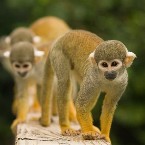 Monkey jungle park. Monkey Jungle, a zoological park in the Redland built in the 1930s by the current owner's grandfather, is still drawing tourists and schoolkids. With 400 mon... 