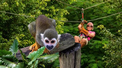 Ubud Monkey Forest is a 1.5-hour drive from the In