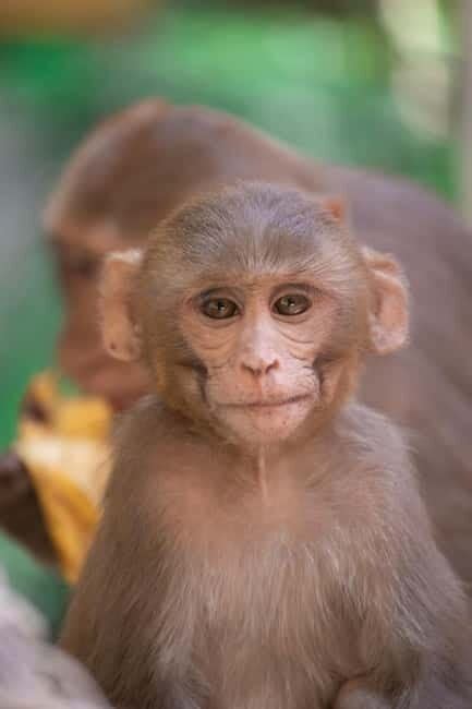 Monkey pet shop in delhi.  With their diverse selection, commitment to quality, and de...
