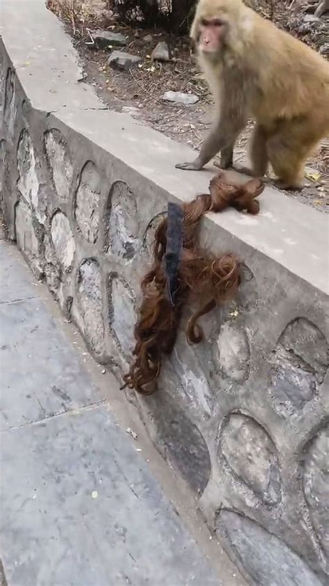 Man gets his head scalped to the bone by a monkey in India. Uploaded