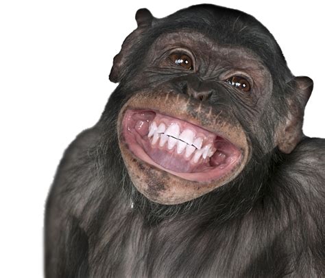 Monkey smile meme. Where Banana refers to a photoshopped image taken from a 2017 episode of BBC Breakfast showing three orangutans sitting around a coffee table, the orangutan farthest to the right saying, "where banana." The image became popular in image macros, photoshops, and as an exploitable over the following years. 