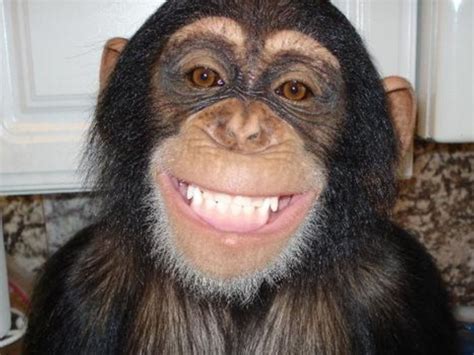 Monkey smiling funny. Search the Imgflip meme database for popular memes and blank meme templates 