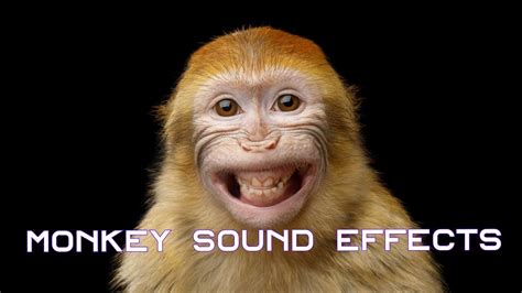Monkey sound effects. Description. The Monkey sound meme sound belongs to the memes. In this category you have all sound effects, voices and sound clips to play, download and share. Find more sounds like the Monkey sound one in the memes category page. Remember you can always share any sound with your friends on social media and other apps or upload … 