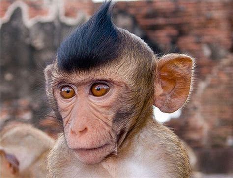 Monkey with edgar haircut. I would say it started around 2018 more or less and it began as you drove a dropped truck and it reminded people of a takuache since it’s low to the ground that’s how I understood it and that’s what people would tell me about my truck, but then 2020 came along people started connecting it with the Edgar cut and it started to become less ... 