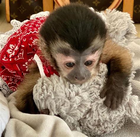 Monkeys for sale arizona. Capuchin Monkeys for Sale - 230.00 US$ Male and Female Capuchin Monkeys for Sale Male and Female Capuchin monkey for sale. They come with a health certificate. Can make a good and lovely members of your family - ... Lenexa, KS. Adorable Capuchin Monkey She is 3 months old monkey. Registered, and has all her health and vet papers. 