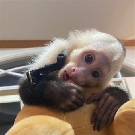 Home » Animals » Capuchins Monkey » Colorado. Subscribe. Premium. $40,000. In searce for capuchin monkey in ND or SD area. Dawn Harris. Looking for a capuchin baby monkey in the North Dakota , South Dakota area .Will consider.. Capuchins Monkey, South Dakota » Lincoln Township. $750.. 