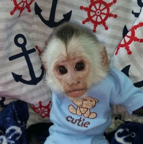 The health of all our monkey pets for sale is also extensively tested