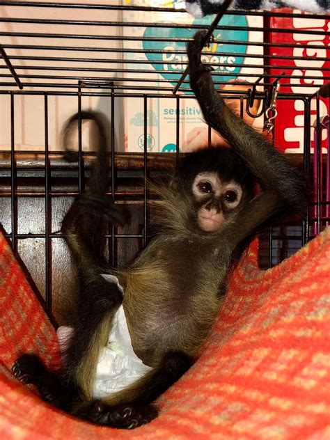 Monkeys for sale in alabama. Animals Pet Monkeys in Alabama [A Quick and Easy Guide] By Abigail Rivera May 9, 2023 Comments Share This Article Are you considering keeping a pet … 
