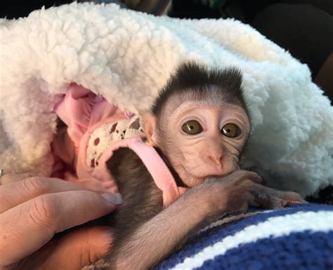 Sweat couple & single canpuchin monkey for sale pickup in person. we have the best indoor home raise capuchin monkeys these little monkeys are all raise indoor with kids and other house pet we have both male and female capuchin monkey ready.They are ready for different pet loving families if interested in picking up the capuchin monkey and ….