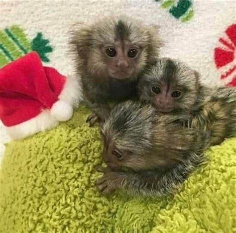 These monkeys are 7months, The monkeys will make perfect gifts for that special someone. they are house trained and the monkeys ... Birmingham, AL Jumping Capuchin Monkey For Sale - 500.00 US$. 