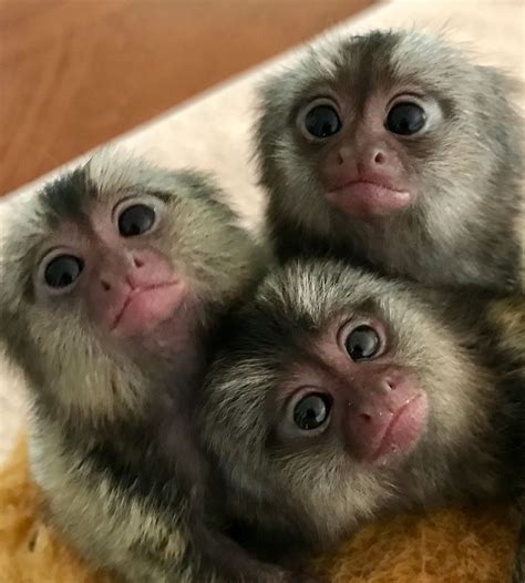 Monkeys for sale in california. May 7, 2023 · When you buy a monkey, you need to be prepared to pay anywhere from $1,500 to $50,000 depending on the breed of monkey you want or whether you want a baby or an adult. The cheapest in the range is a Marmoset, whose prices start at $1,500 and higher. You can view the estimated prices per breed in the section above. 
