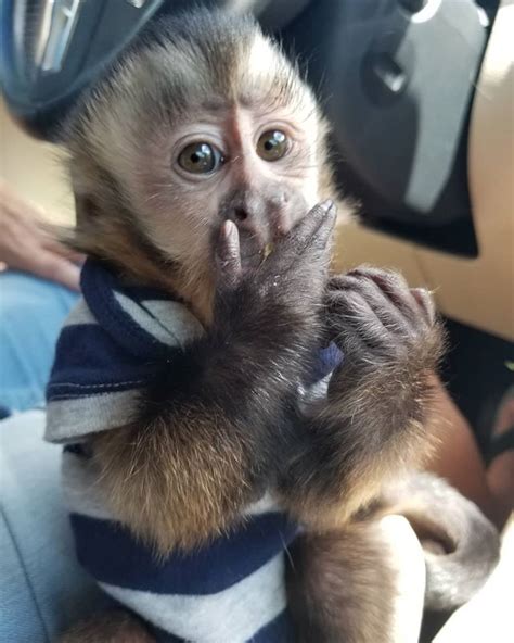 Baby marmoset and Capuchin monkeys - 350.00 US$ Adorable baby capuchin monkeys for adoption and ready for good homes. All babies are on the bottle and wearing diapers..