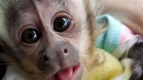 There are several places to buy a monkey in Texas, includin