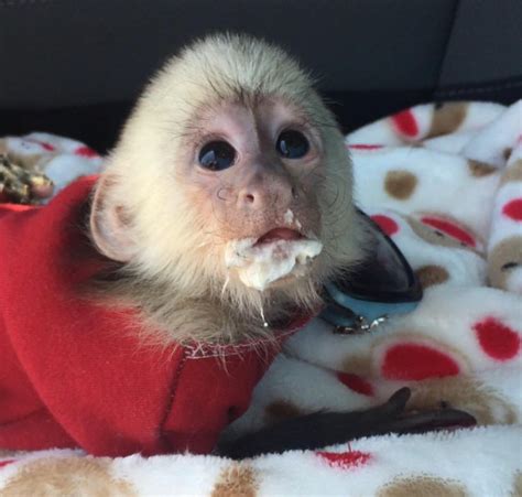 Wow!!! These babies capuchin monkeys are unbelievably small and so 