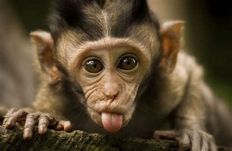 Monkeys gif. Things To Know About Monkeys gif. 
