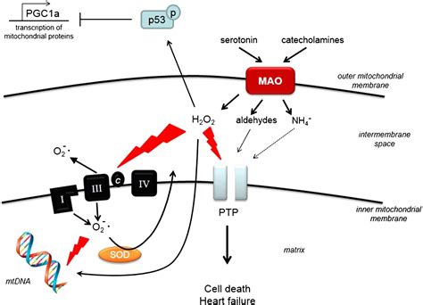 Monoamine Oxidases - PubMed