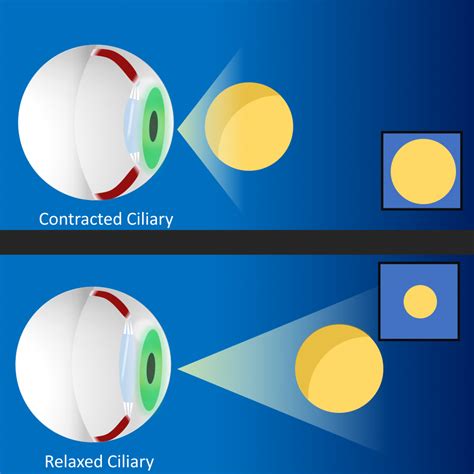 Aug 11, 2021 ... Monocular cues do not provide depth c